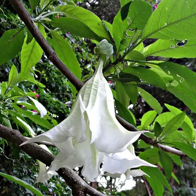 Produktbild von Engelstrompete (Brugmansia arborea)  - 10 Samen