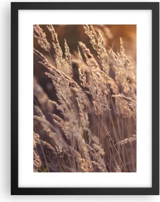 Produktbild von Gerahmtes Poster - Schwarzer Rahmen - Boho Ähren Feld - 30x40 cm - Wand Bild - Wanddeko - Wandbilder - Kunstposter - Wandposter - Bilderrahmen - Bilder - Kunstdruck - Wanddekoration - P2BPA30x40-4838