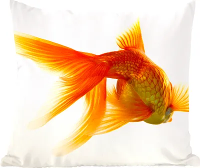 Produktbild von MuchoWow® Zierkissen Sofakissen Wohnzimmer Dekokissen 40x40 cm Goldfisch - Meerestiere - Weiß - Foto Kissen - Schlafzimmer Dekoration