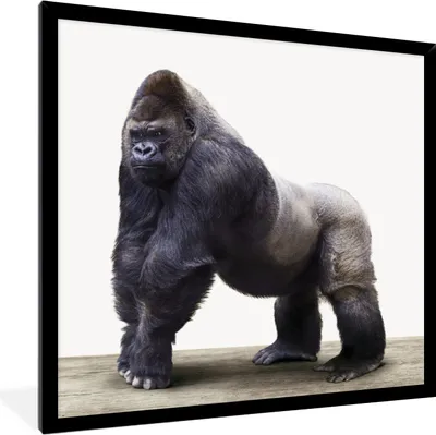 Produktbild von MuchoWow® Gerahmtes Poster Gorilla - Tiere - Jungen - Mädchen - Kinder 40x40 cm - Poster mit Schwarzem Bilderrahmen Wandposter Rahmen Foto Bilder - Mit Rahmen - Wanddekoration Schlafzimmer