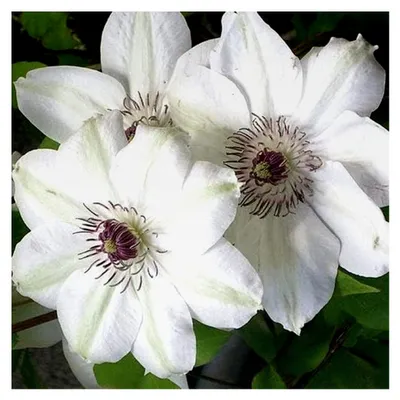 Produktbild von 3 x Clematis Miss Bateman Kletterpflanzen: 3 kaufen, 2 bezahlen - Weiß, Mehrjährig & Winterhart | 3 x 1,5 Liter Topf