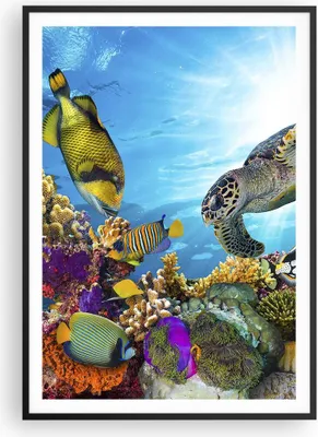 Produktbild von Gerahmtes Poster - Schwarzer Rahmen - Riff Koralle Fisch - 70x100 cm - Wand Bild - Wanddeko - Wandbilder - Kunstposter - Wandposter - Bilderrahmen - Bilder - Kunstdruck - Wandbild - P2BPA70x100-3704
