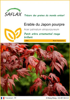 Image de SAFLAX  - Erable du Japon pourpre - 20 graines - Acer