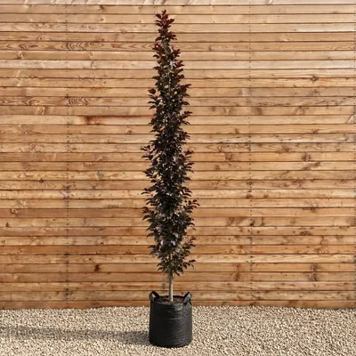 Produktbild von Säulen-Blutbuche Dawyck Purple 200-250 cm, Stammumfang 6-8 cm - Fagus sylvatica Säulenbaum