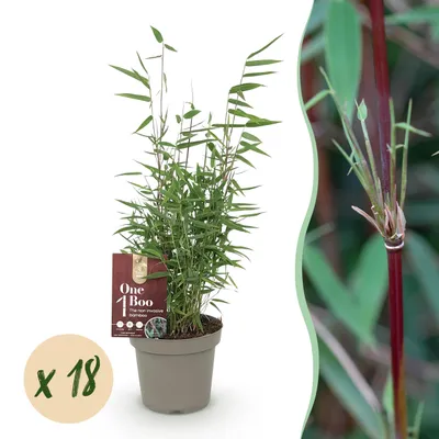 Image de Bambou - Fargesia Red Dragon - Feuillage persistant - Non-inflorescence - 18 Plantes - 25-35cm - Ø14cm - Plante de jardin