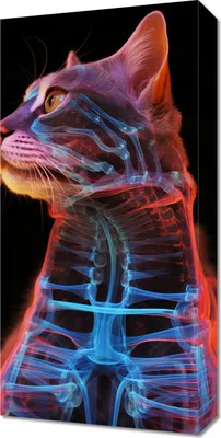 Produktbild von Bild 30x60cm Anatomie der Katze