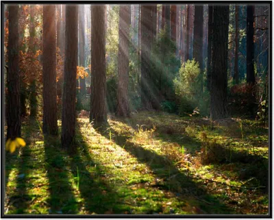 Produktbild von Wallario Wandbild Sonnenstrahlen im Herbstwald, Größe: 40,30 x 50,30 cm, Poster mit schwarzem Aluminiumrahmen