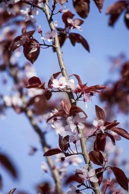 Produktbild von Prunus cerasifera 'Nigra', Blutpflaume, dunkelrot, 100–125 cm