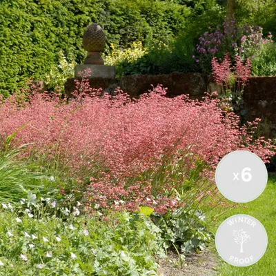 Produktbild von 6er-Set Heuchera Sanguinea Splendens, Purpurglöckchen, 10-20 cm