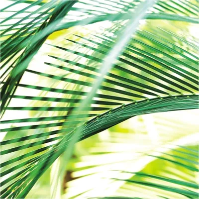 Produktbild von Fototapete 890501 Vliestapete Botanical Dschungel 265 x 265 cm Rasch Magicwalls Booklet Gelb Grün Weiß