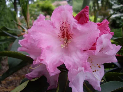 Produktbild von Rhododendron Hybride Katavi - Großblumige Alpenrose 40-50cm