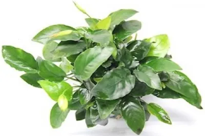 Obrázek produktu pro Anubias barteri Nana 'Bigfoot'