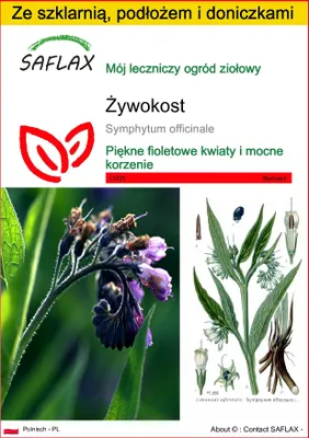 Zdjęcie produktu dla SAFLAX - Zestaw do uprawy - Żywokost - 15 Nasiona - Z mini szklarnią, podłożem uprawowym i 2 doniczkami - Symphytum officinale