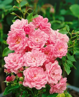 Produktbild von Rosa 'The Fairy', Bodendeckerrose, rosa, 40–60 cm