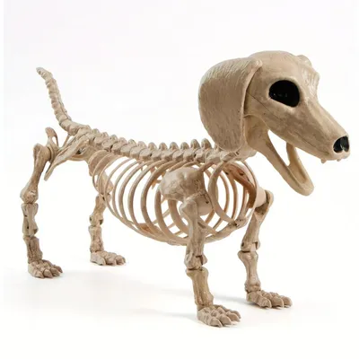 Obrázek produktu pro Kostra psa – 61 cm – plast – pohyblivé klouby – dekorace na Halloween – vhodné pro hřbitov a strašidelný dům – pro použití v interiéru i exteriéru