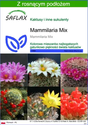 Zdjęcie produktu dla SAFLAX - Mammilaria Mix - 40 Nasiona - Z podłożem uprawowym wolnym od zarazków - Mammilaria Mix