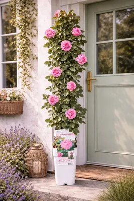 Produktbild von Kletterrose Crazy in Love Pink 50–70 cm – rosa Edelrose, duftend, winterhart, blühfreudige Rankrose für Garten & Balkon