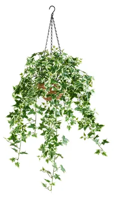 Produktbild von aplanta Künstlicher Hänge-Efeu – Seraphine | 100 cm, inkl. Dekotopf, für drinnen, Kunstpflanze, wie echt, Allergiker geeignet, pflanzliche Dekoration Praxis, Office & Wohnzimmer