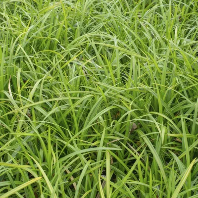 Produktbild von Grünblättrige Segge Carex morrowii 'Irish Green' – ↕10-25cm – Ø9cm – 60 Pflanzen – Immergrüner Bodendecker – Pflegeleicht – für Beet & Schatten