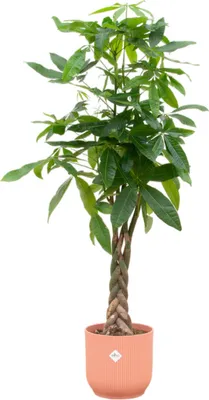 Zdjęcie produktu dla Trendyplants - Pachira Aquatica including elho Vibes Fold Round pink - 160 cm - Ø30cm