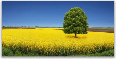 Produktbild von Tulup Leinwand-Bilder 120x60 Wandbild Canvas Kunstdruck Wiese Baum Natur