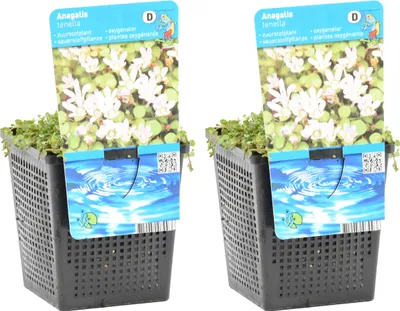 Produktbild von Bloomique - 2er Set - Anagallis Tenella - Zarte Gauchheil - Teichpflanzen Winterhart - Wasserpflanzen - Zone 1-2 - Höhe 10-20 cm - Topf 9 cm