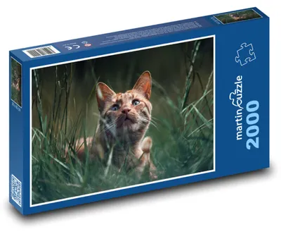 Produktbild von Puzzle 2000 Kater im Gras - martinpuzzle
