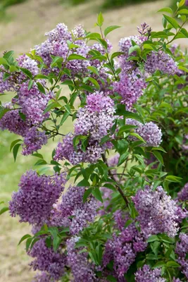 Produktbild von Syringa chinensis 'Saugeana', Chinesischer Flieder, purpurrot, 40–60 cm
