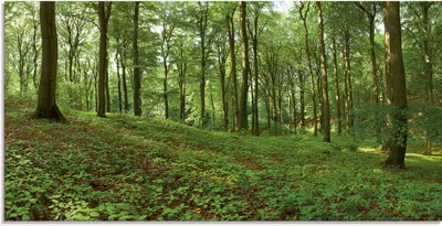 Produktbild von ARTland Glasbild Panorama von einem grünen Sommerwald Größe: 100x50 cm