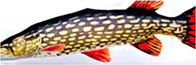 Immagine prodotto di GABY cuscino peluche pesce peluche animale di peluche peluche pesce idea regalo luccio gigante 110cm