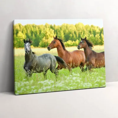Produktbild von Pferde auf der Wiese – Leinwandbild Wandbild – 80x60 cm – Leinwandbilder – Wandbilder – Schlafzimmer – Flur
