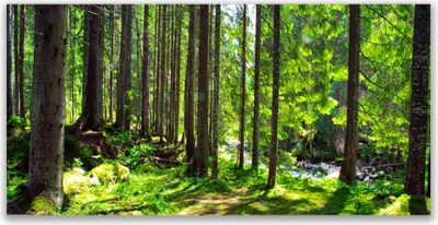 Produktbild von Tulup Leinwand-Bilder 140x70 Wandbild Canvas Kunstdruck Wald Natur