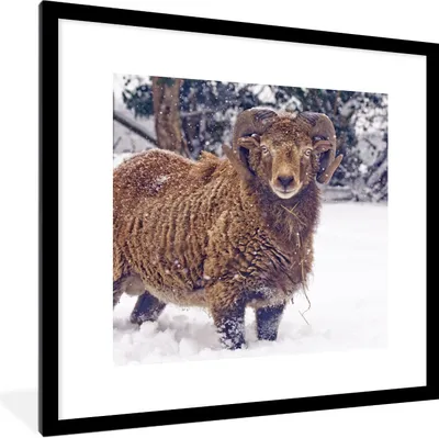 Produktbild von MuchoWow® Gerahmtes Poster Widder - Braun - Schnee 40x40 cm - Poster mit Schwarzem Bilderrahmen Wandposter Rahmen Foto Bilder - Poster - Plakat im Rahmen