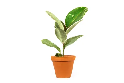 Obrázok produktu pre Gardners Ficus elastica Tineke, priemer 12 cm