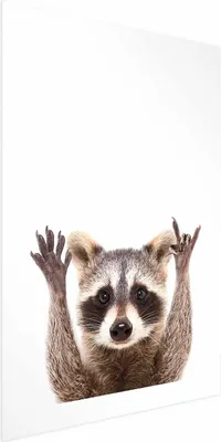 Produktbild von Posterpapier Poster - Raccoon 40x60 cm Für Kinder g-B-0097-ao-a