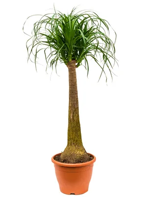Obrázek produktu pro Gardners Beaucarnea recurvata, průměr 24-27 cm