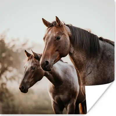 Produktbild von MuchoWow® Poster Pferde - Natur - Braun 100x100 cm - Babyzimmer