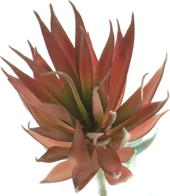 Produktbild von artplants.de Deko Sukkulente Agave decipiens DEYUNA auf Steckstab, rot, 18 cm - Sukkulent künstlich