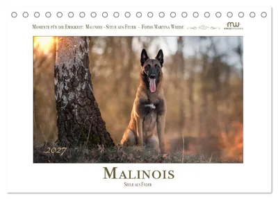 Produktbild von Malinois - Seelen aus Feuer (Tischkalender 2027 DIN A5 quer), CALVENDO Monatskalender