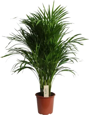 Produktbild von Dypsis Lutescens Areca Palme 100cm Ø21cm pflegeleicht Luftreinigend Grünpflanze