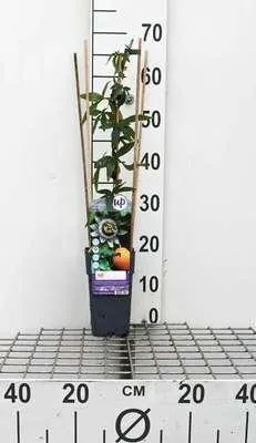 Immagine prodotto di Passiflora caerulea - Passiflora blu 50-60 cm | Vaso