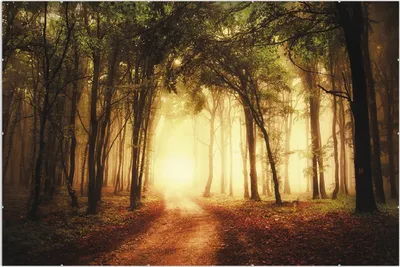 Produktbild von Wallario Wandbild Sonnenuntergang auf dem Waldweg, Größe: 61 x 91,5 cm, Poster mit rahmenlosen Bildhalter