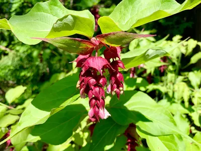 Produktbild von Set mit 4 Fasanenbeeren – Leycesteria formosa ‘Purple Rain’ – 9-cm-Topf