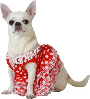 Image de Costume de chien taille M danseuse de flamenco