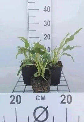 Obrázok produktu pre 6 x Echinacea purp. 'Green Jewel'® - Sonnenhut - Topf 9 x 9 cm
