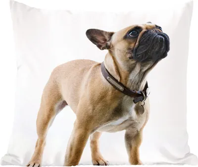 Produktbild von MuchoWow® Zierkissen Sofakissen Wohnzimmer Dekokissen 50x50 cm Französische Bulldogge - Halsband - Braun - Komfort - Sofakissen