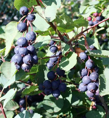 Produktbild von Erlenblättrige Felsenbirne ´THIESSEN´ (Amelanchier) 15-20 cm, Cont. 2 l