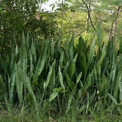 Zdjęcie produktu dla Sansewieria (Dracaena hyacinthoides)  – 5 sztuk