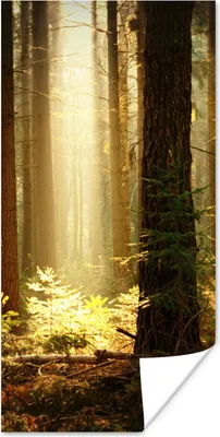 Produktbild von MuchoWow® Poster Wald - Bäume - Sonne 20x40 cm - Plakat - Foto