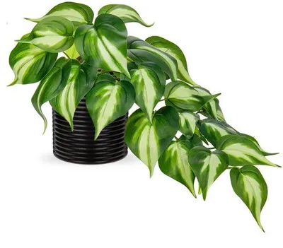 Image de Plantes artificielles dans des pots en céramique, plantes décoratives en jade synthétique dans des pots noirs, telles que de véritables plantes artificielles pour la maison, le bureau et la table.